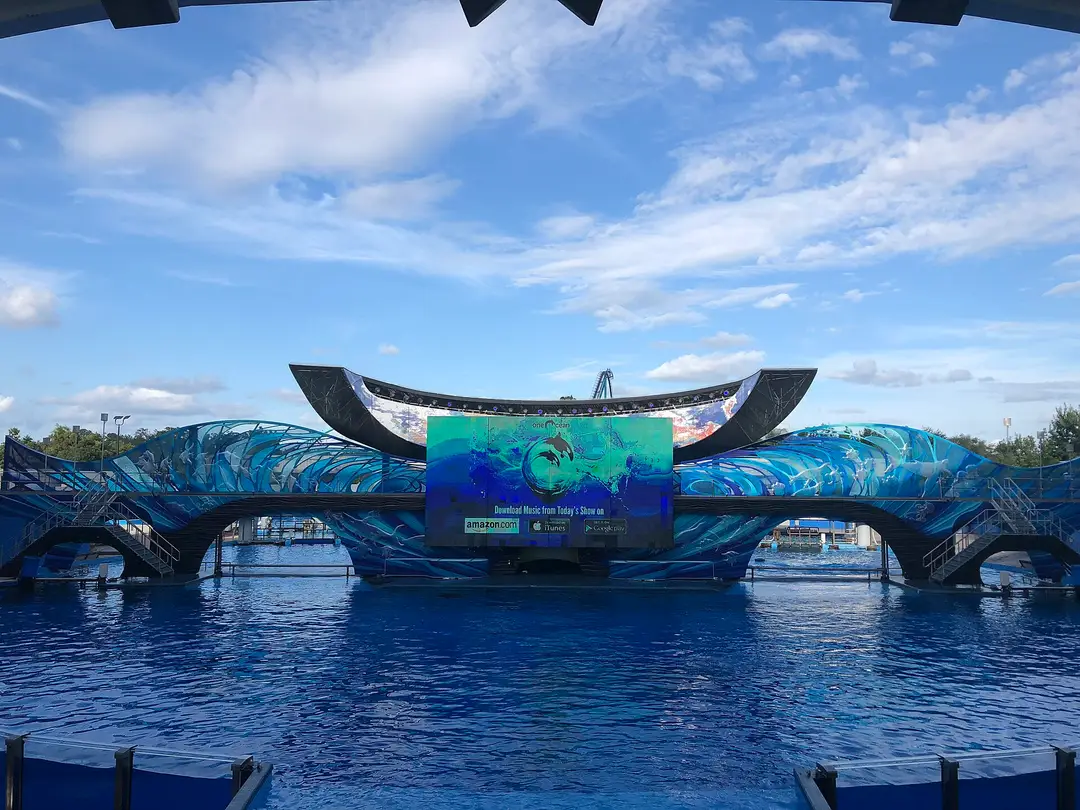 Orca Encounter