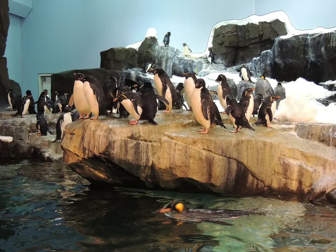 Penguin Trek